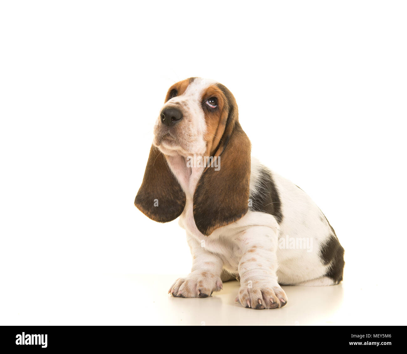 Cute sitting tricolor basset hound puppy looking up isolated on a white ...
