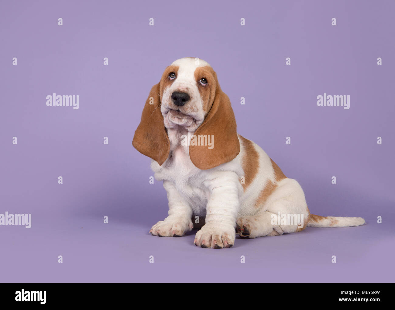 Cute bicolor basset hound puppy sitting on a lavender purple background ...