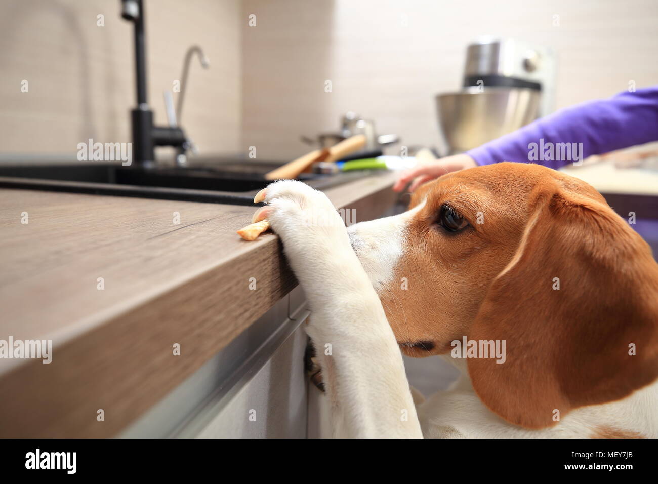 Beagle dog steals yummy from table. Smart funny animals concept Stock Photo  - Alamy
