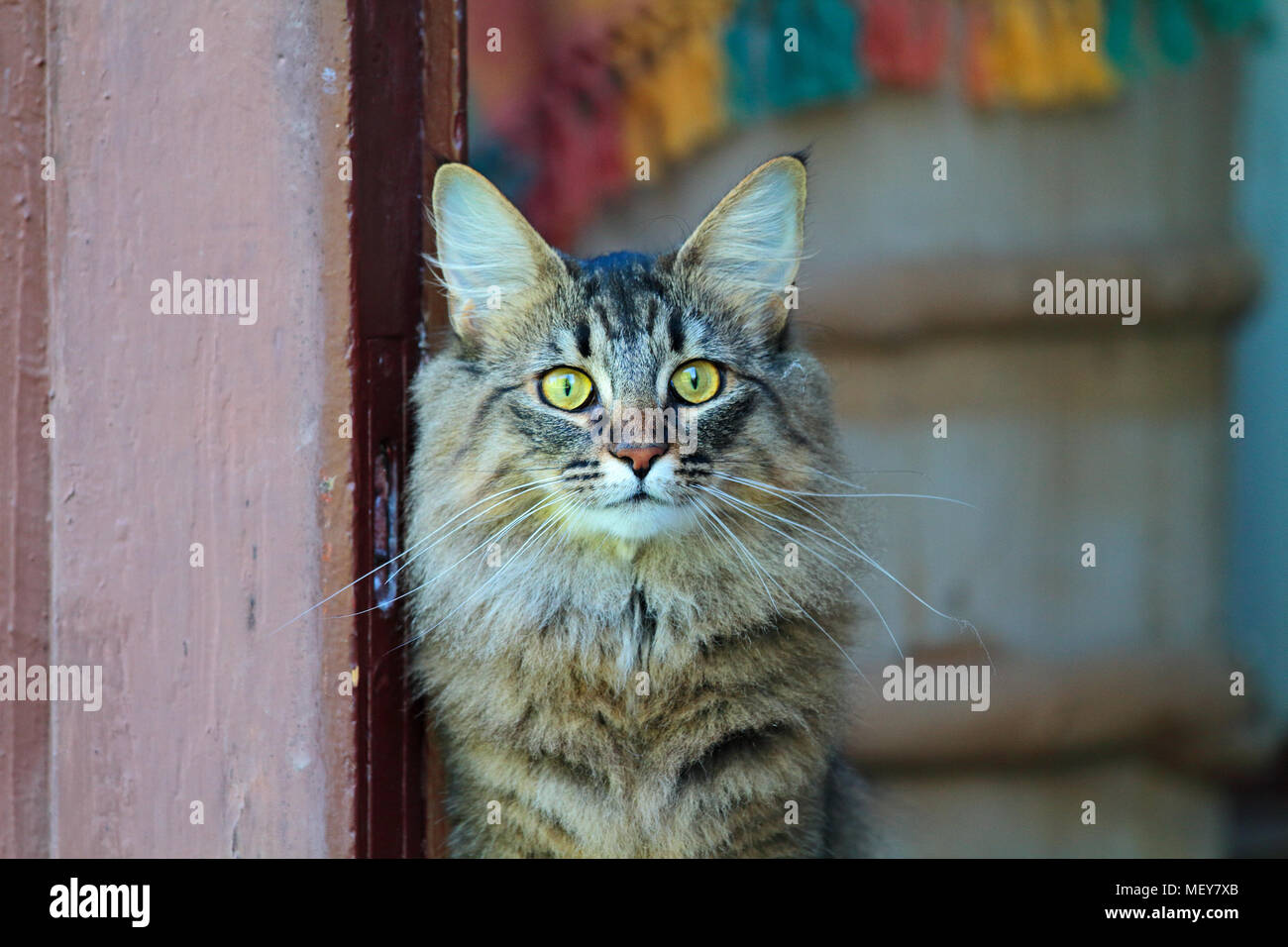 Norwegian forest cat female with alert expression Stock Photo - Alamy