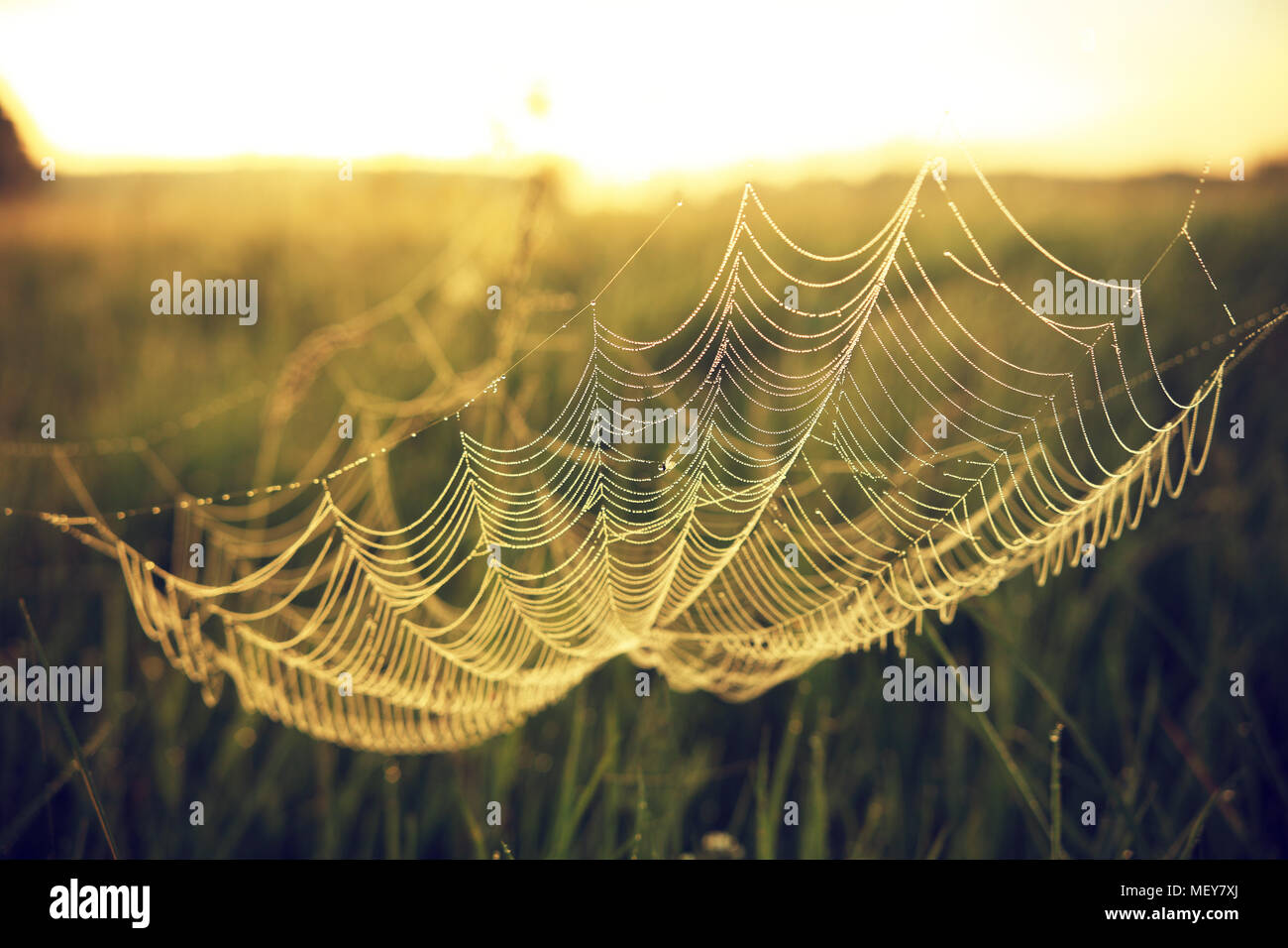 Spring nature background. Natural web with water drops close-up view early in the morning on the meadow. Stock Photo