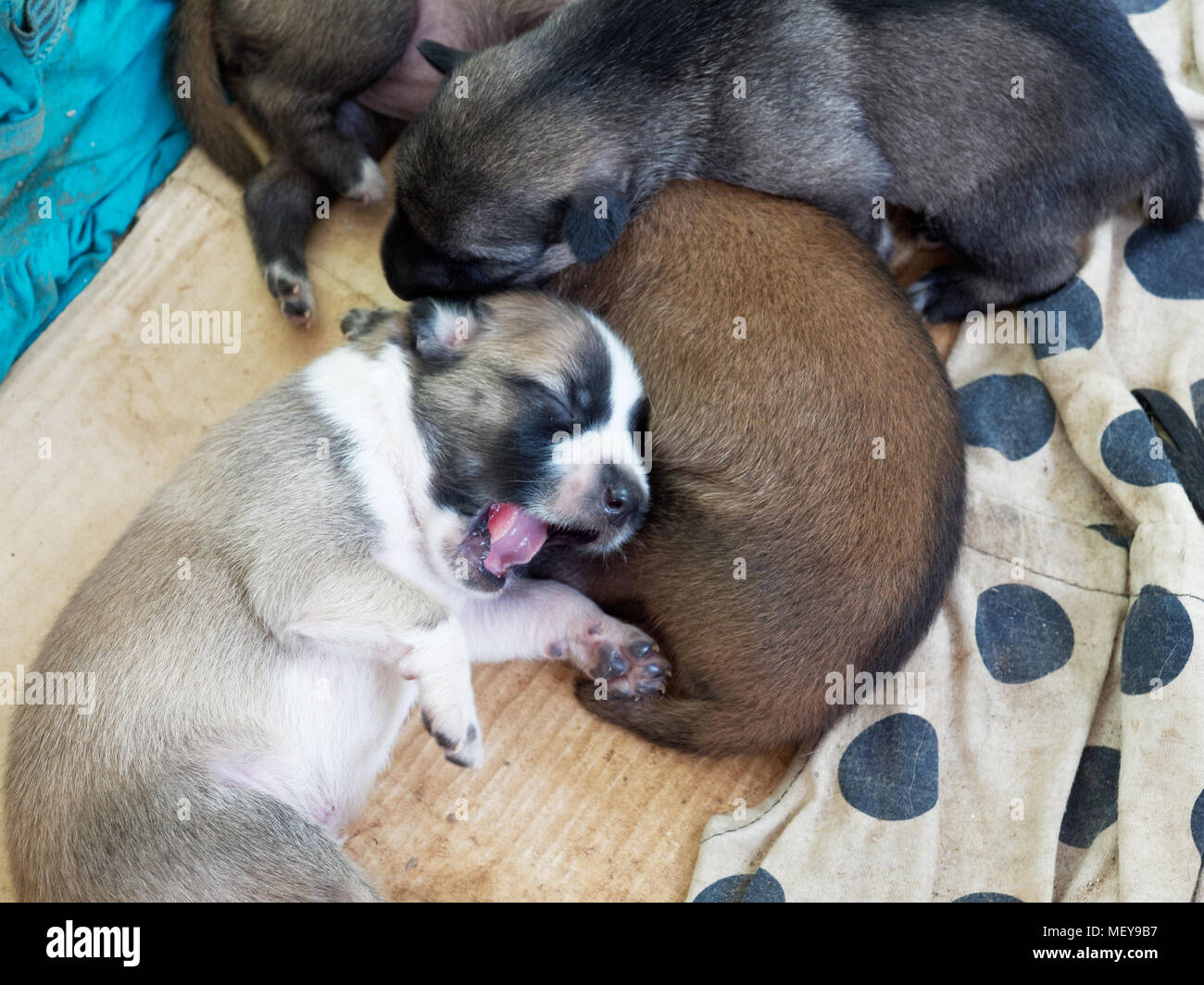 Stray newborn puppy with closed eyes yawning while sleeping with its