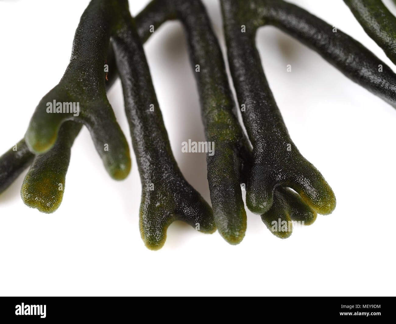 Codium – Velvet horn – Spongeweed.  Edible green seaweed in the family Codiaceae. Binomial name: Codium tomentosum. There are about 50 species worldwi Stock Photo