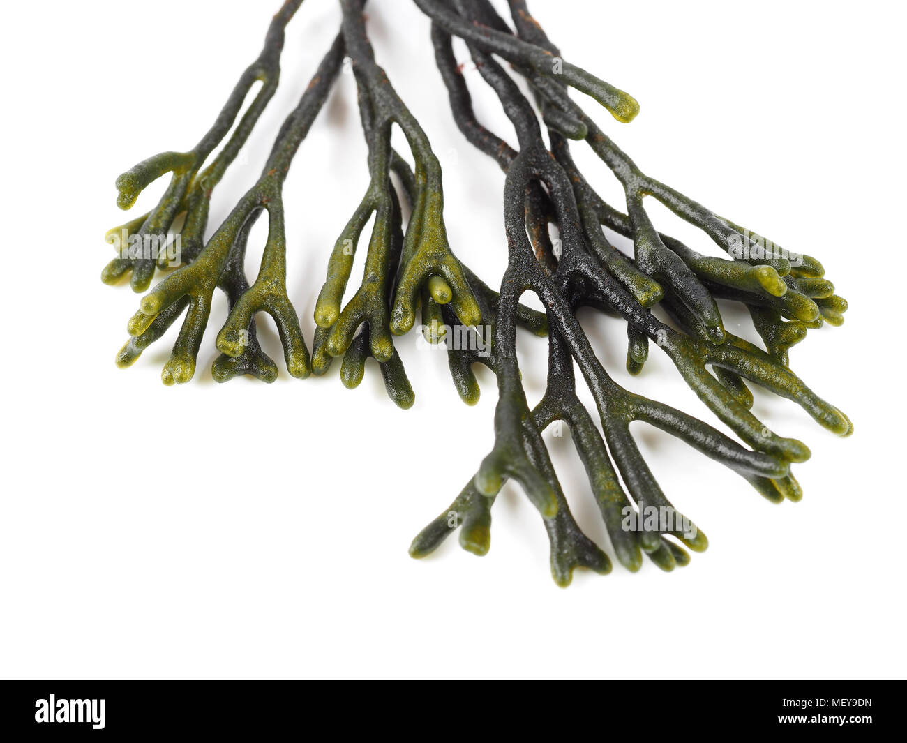 Codium – Velvet horn – Spongeweed.  Edible green seaweed in the family Codiaceae. Binomial name: Codium tomentosum. There are about 50 species worldwi Stock Photo