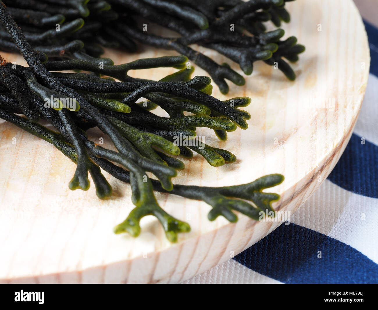 Codium – Velvet horn – Spongeweed.  Edible green seaweed in the family Codiaceae. Binomial name: Codium tomentosum. There are about 50 species worldwi Stock Photo