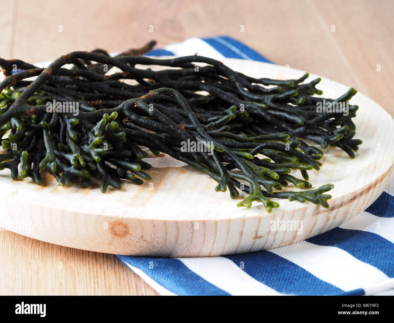 Codium – Velvet horn – Spongeweed.  Edible green seaweed in the family Codiaceae. Binomial name: Codium tomentosum. There are about 50 species worldwi Stock Photo