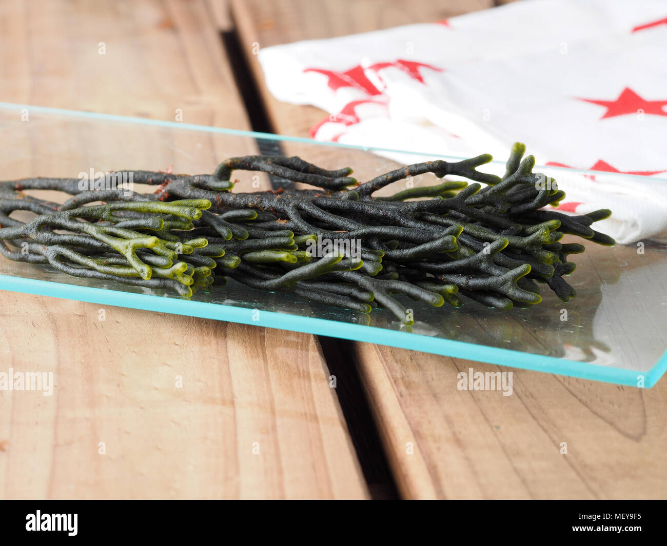 Codium – Velvet horn – Spongeweed.  Edible green seaweed in the family Codiaceae. Binomial name: Codium tomentosum. There are about 50 species worldwi Stock Photo