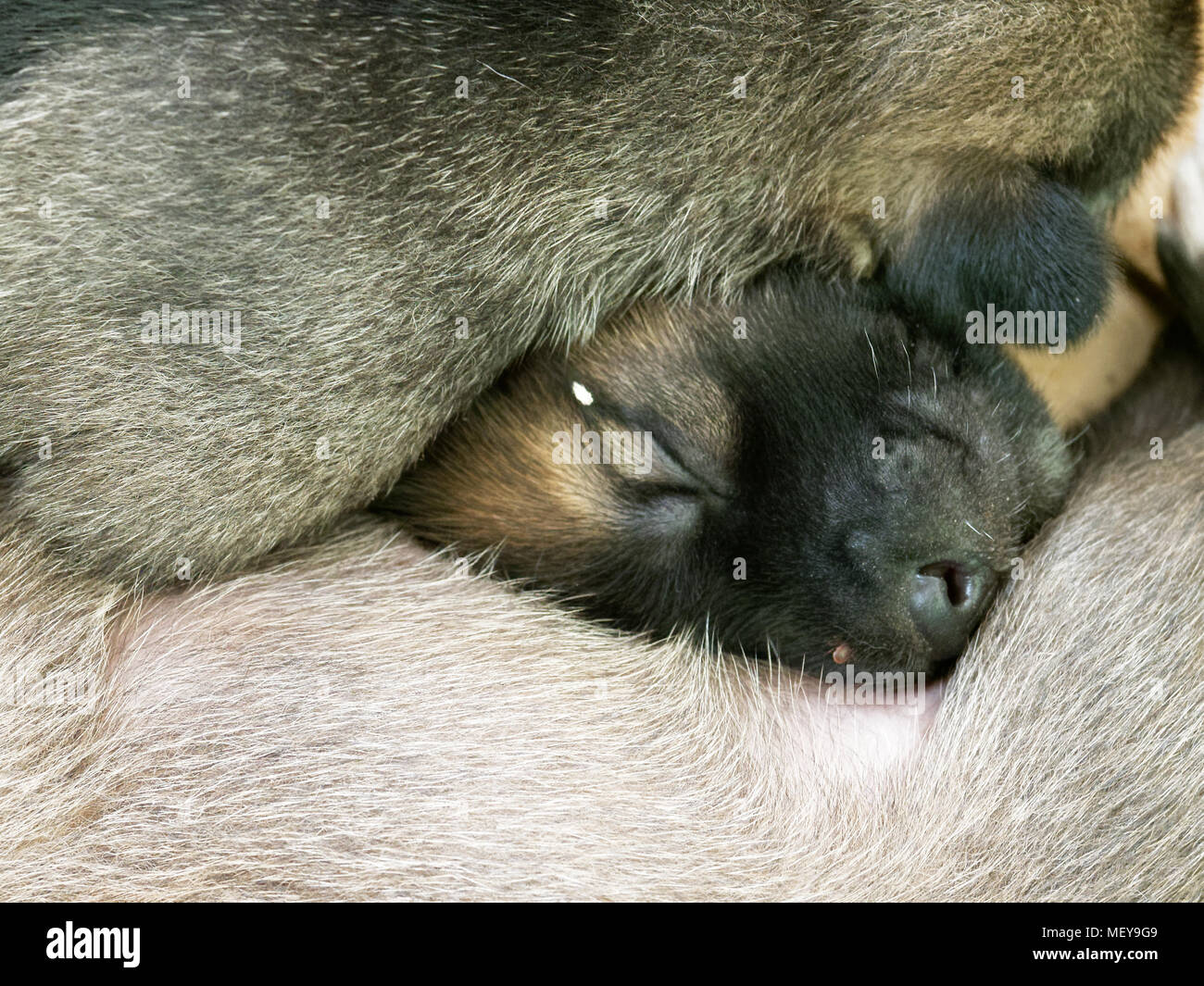 Close up shot of white, brown, and black stray newborn puppy face with closed eyes sleeping between its family by the street Stock Photo