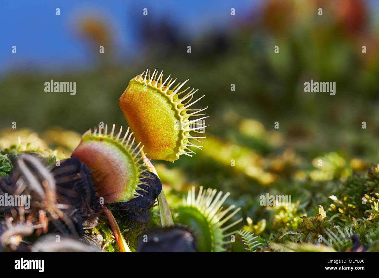 Venus flytrap carnivorous plant Stock Photo - Alamy