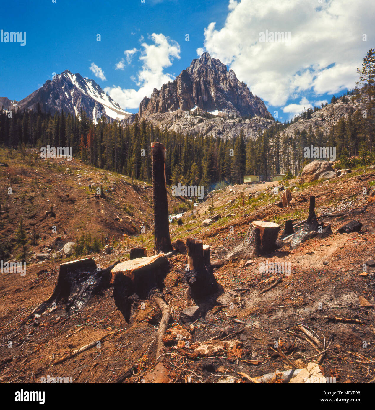 Castle Peak, White Cloud Mountains, Idaho. Destruction of forest by