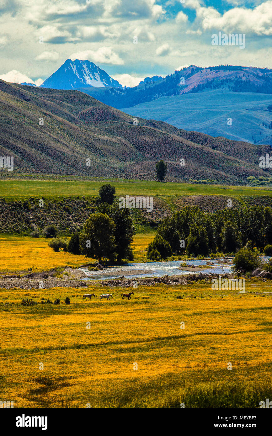 Horses on ranch along East Fork of Salmon River, Idaho. Castle Peak in
