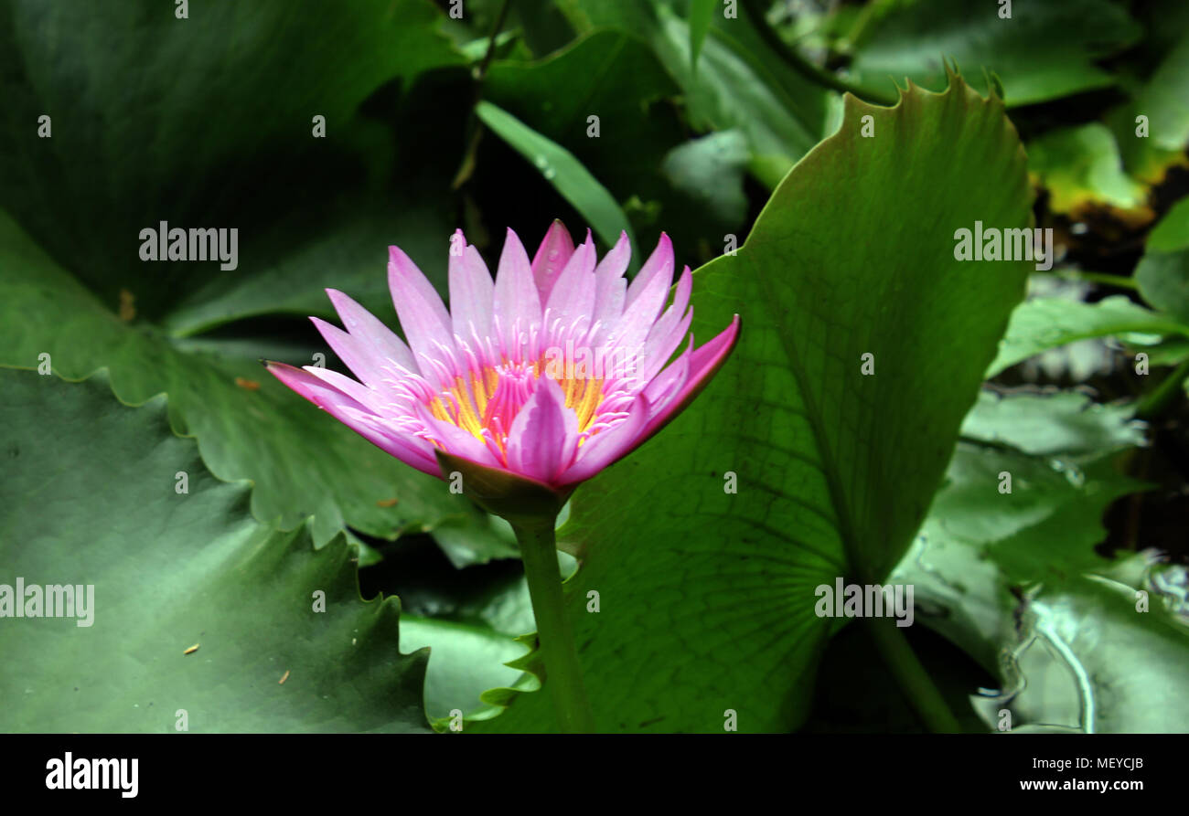 Lotus on the water. Stock Photo