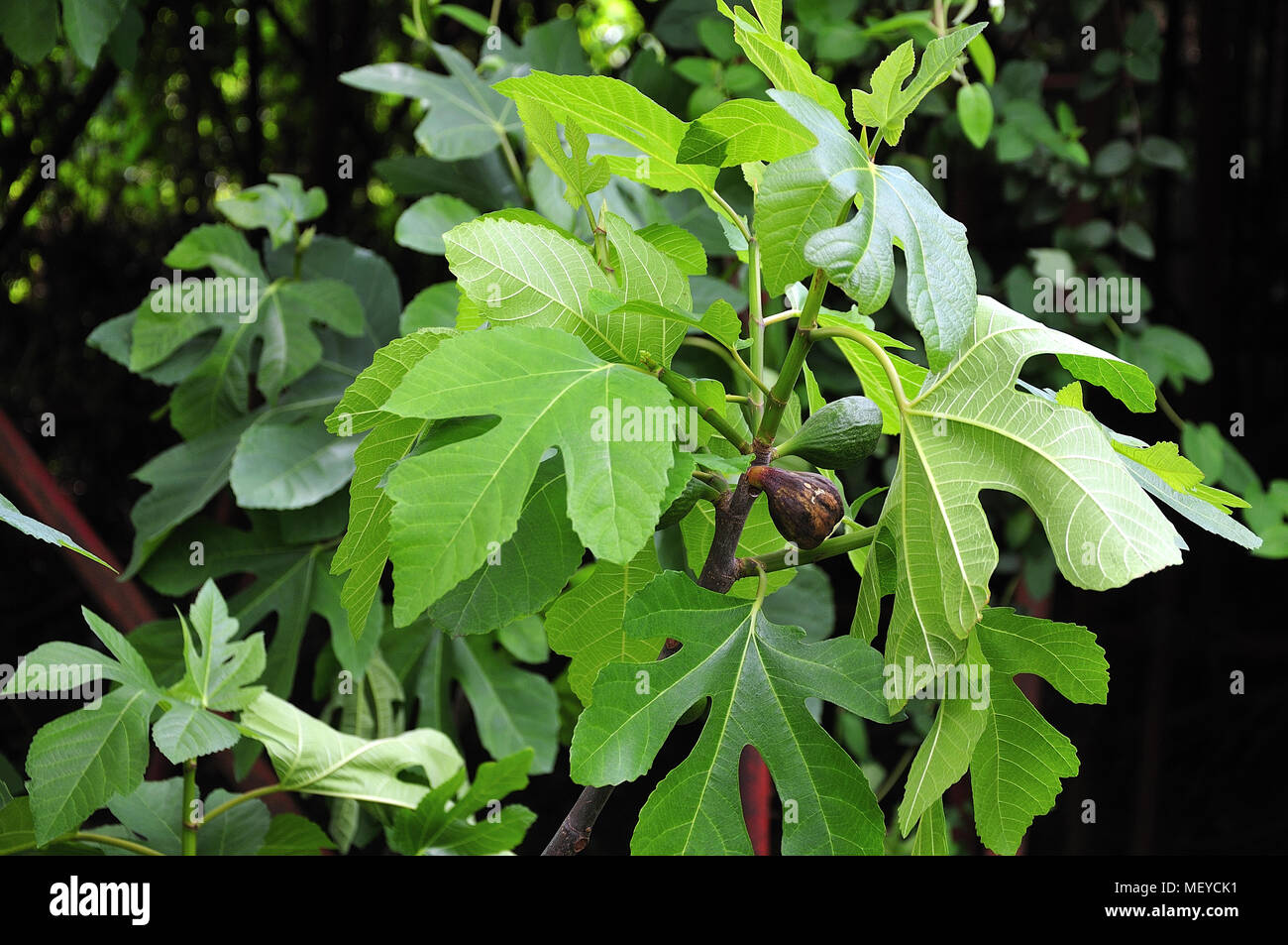 twig of a fig tree Stock Photo