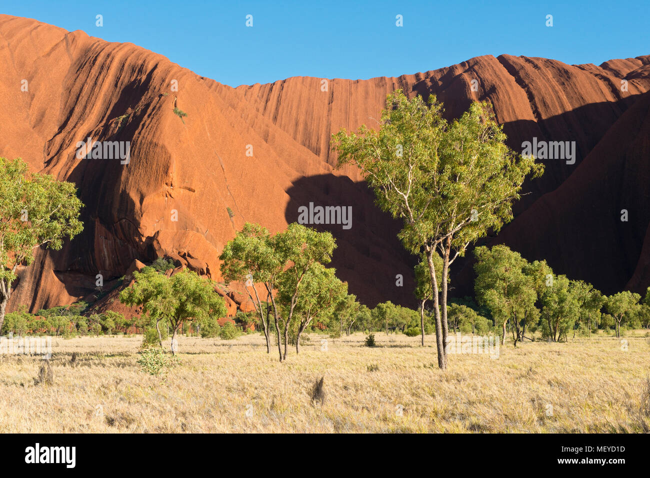 Trees near base of Uluru at Kuniya area. Uluṟu-Kata Tjuṯa National Park. Northern Territory, Australia Stock Photo