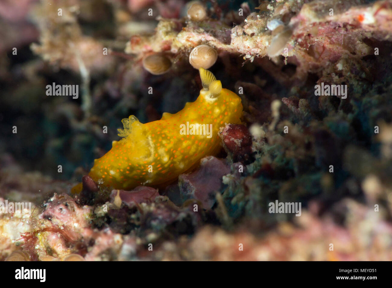 Orange Sea slug (Gymnodoris Sp). Picture was taken in the Banda sea ...