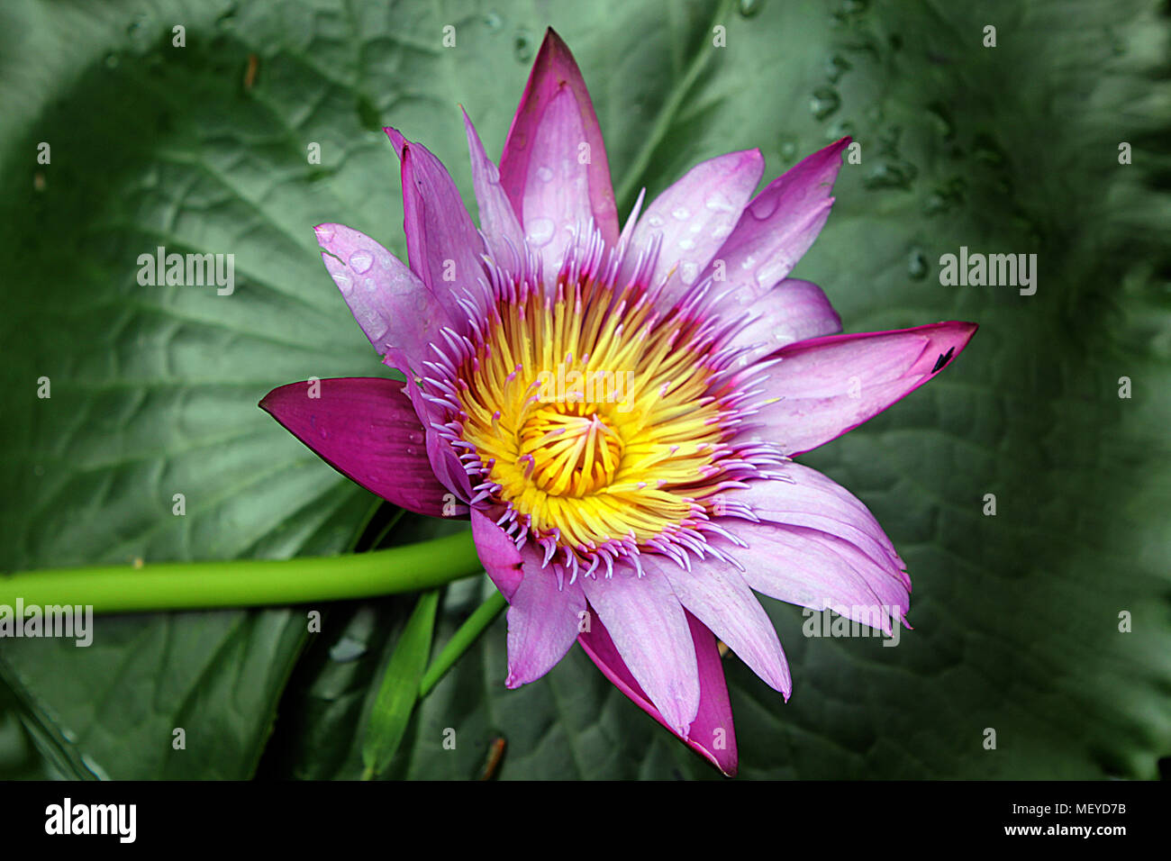 Lotus on the water. Stock Photo