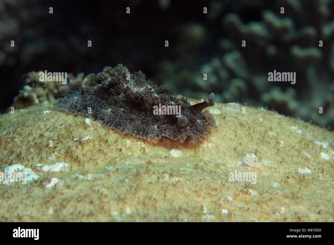Nudibranch Dendrodoris tuberculosa. Picture was taken in the Banda sea, Ambon, West Papua, Indonesia Stock Photo