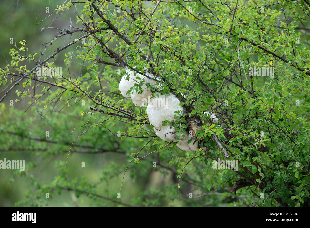 Foam nests made by foam nest frogs usually above a body of water Stock Photo