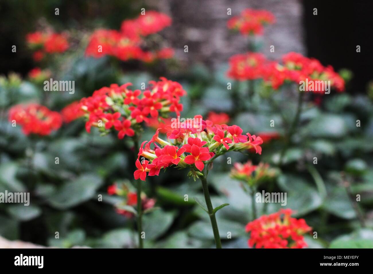 Red kalanchoe flowers Stock Photo