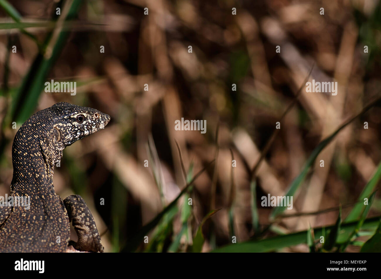 Portrait of a water leguaan Stock Photo