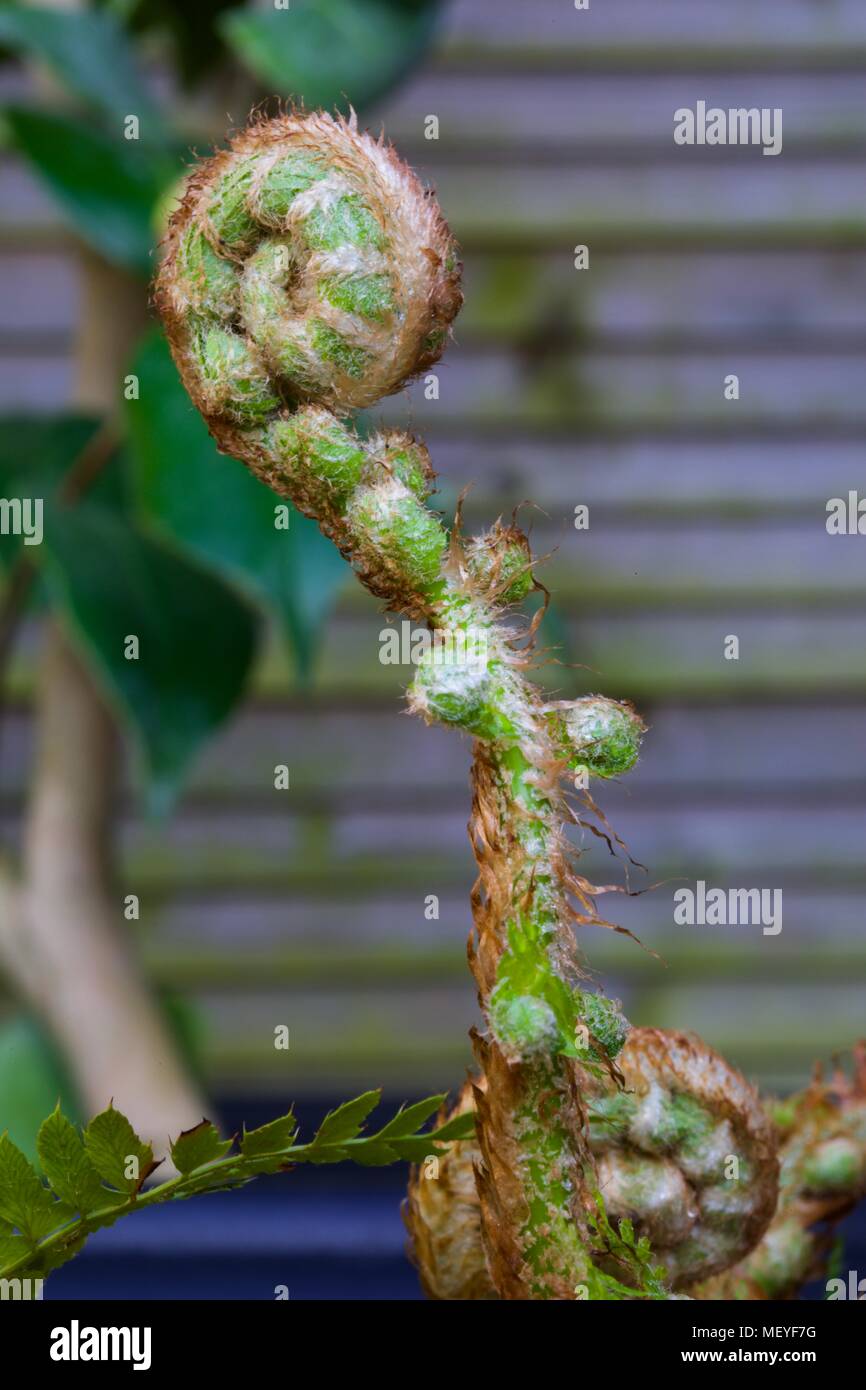 Unfurling Fern Frond Stock Photo