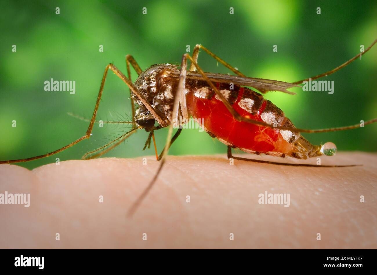 Armigeres subalbatus mosquito of the Nagasaki colony, engorged with blood, feeding on the human finger, 2005. Image courtesy Centers for Disease Control (CDC) / Frank Collins. () Stock Photo