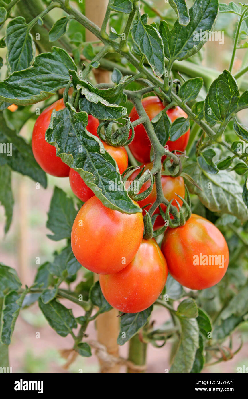 Tomatoes growing close up hi-res stock photography and images - Alamy