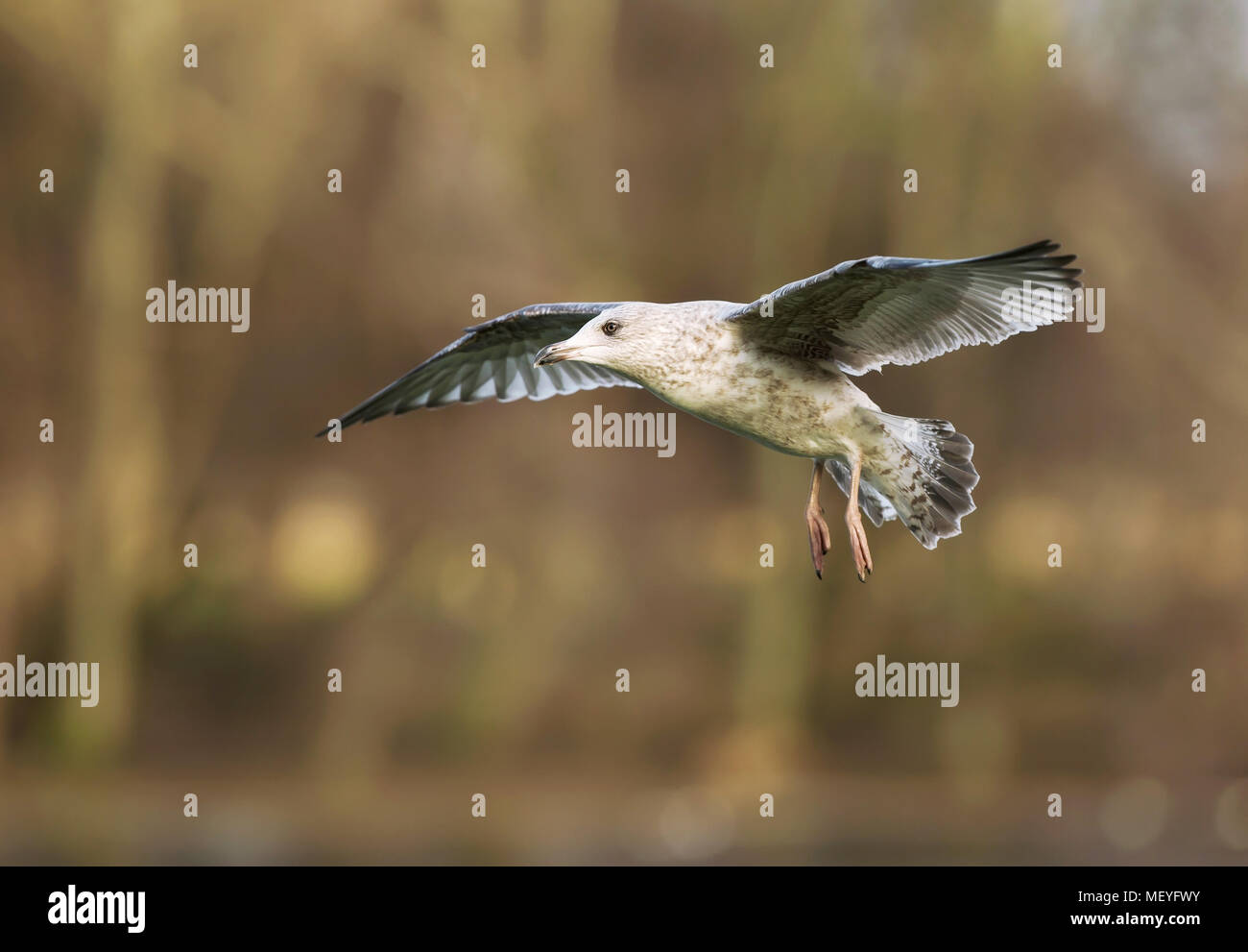Close-up of a juvenile herring gull in flight with trees at the background, UK. Stock Photo