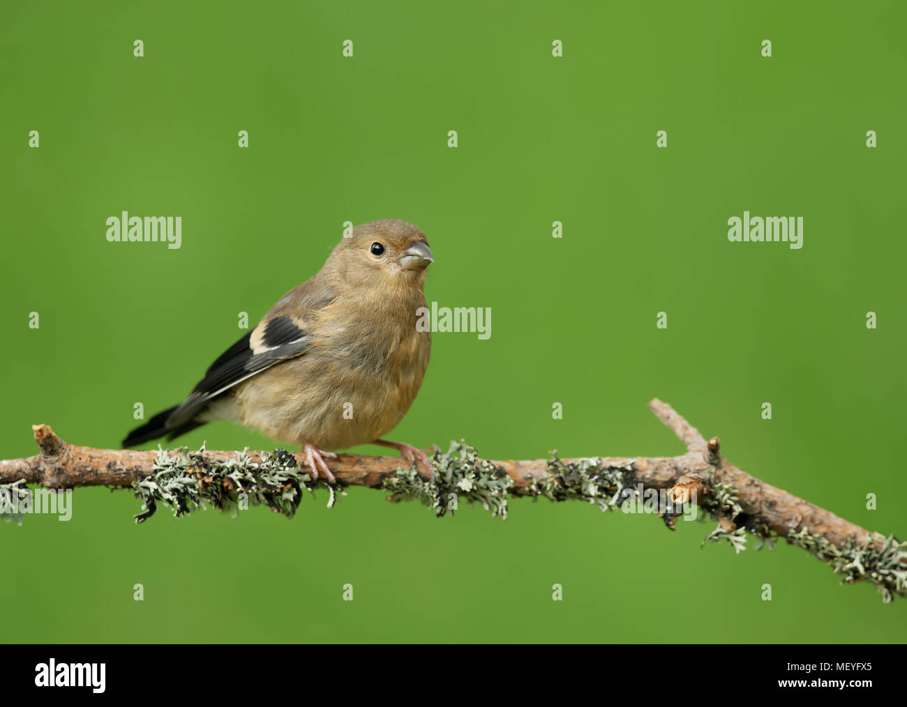 Juvenile bullfinch hi-res stock photography and images - Alamy