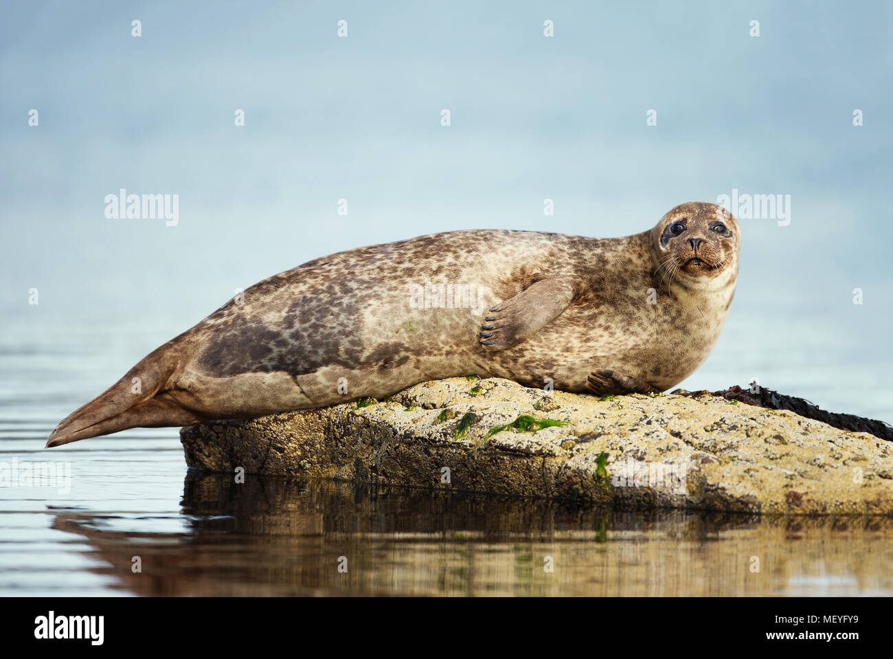 Common Seal (Phoca vitulina) lying on the rock in Lerwick harbor, Scotland, UK. Stock Photo
