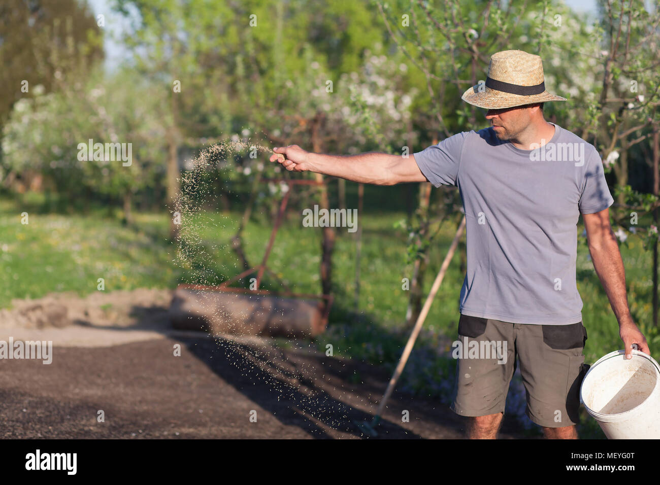 The gardener is laying out new grass. establishment of turf (Shallow ...