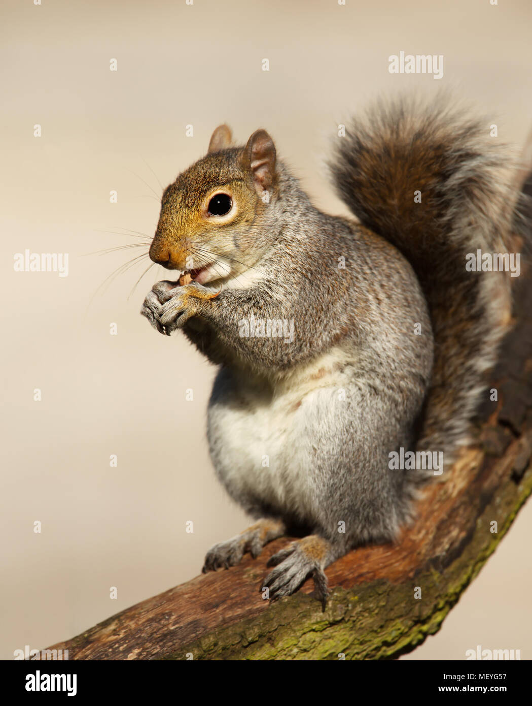 Close-up of an Eastern Gray squirrel sitting in the tree and eating nuts, UK. Stock Photo