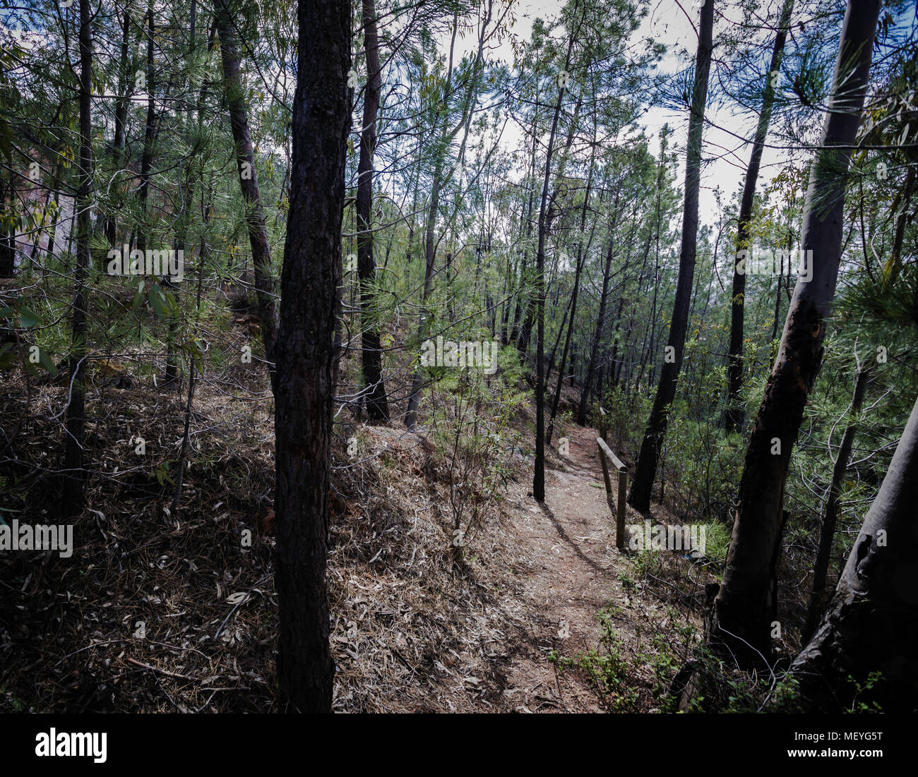 Dirt road in the forest Stock Photo