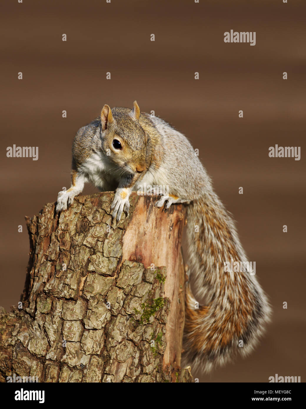 Close up of an Eastern grey squirrel sitting on the tree log, UK. Stock Photo