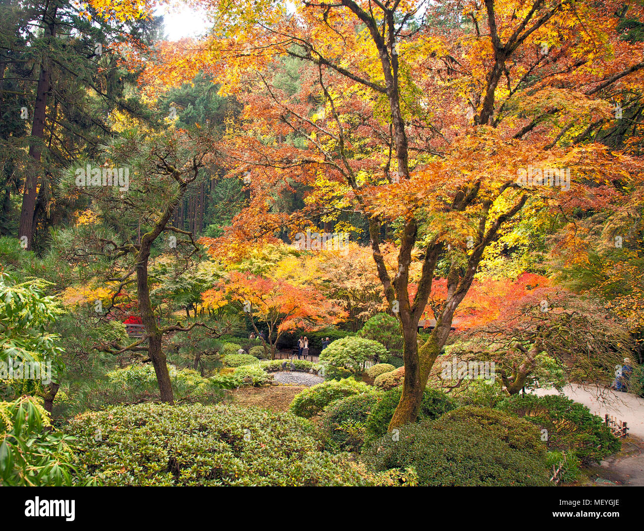 Japanese maples hi-res stock photography and images - Alamy