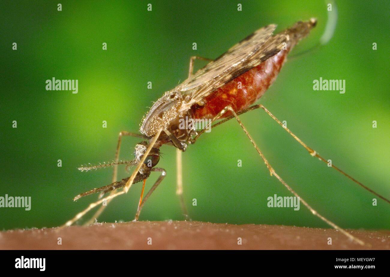 Female Anopheles Mosquito Photos Why Only Female Mosquito Transmit female-anopheles-mosquito-photos-why-only-female-mosquito-transmit