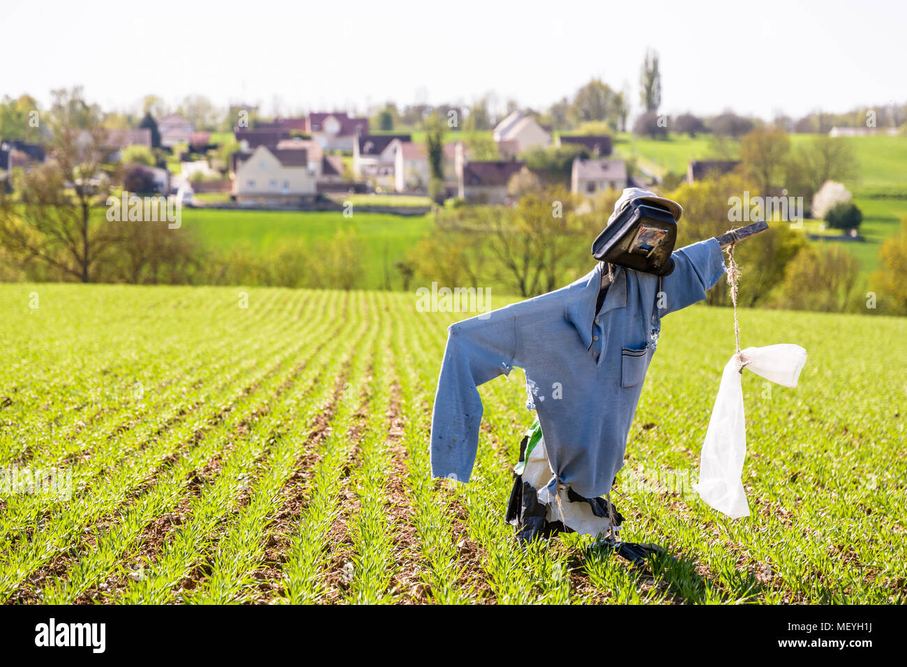 A scarecrow planted in the middle of the furrows of a recently seeded field in the french countryside with the houses of a village in the background. Stock Photo