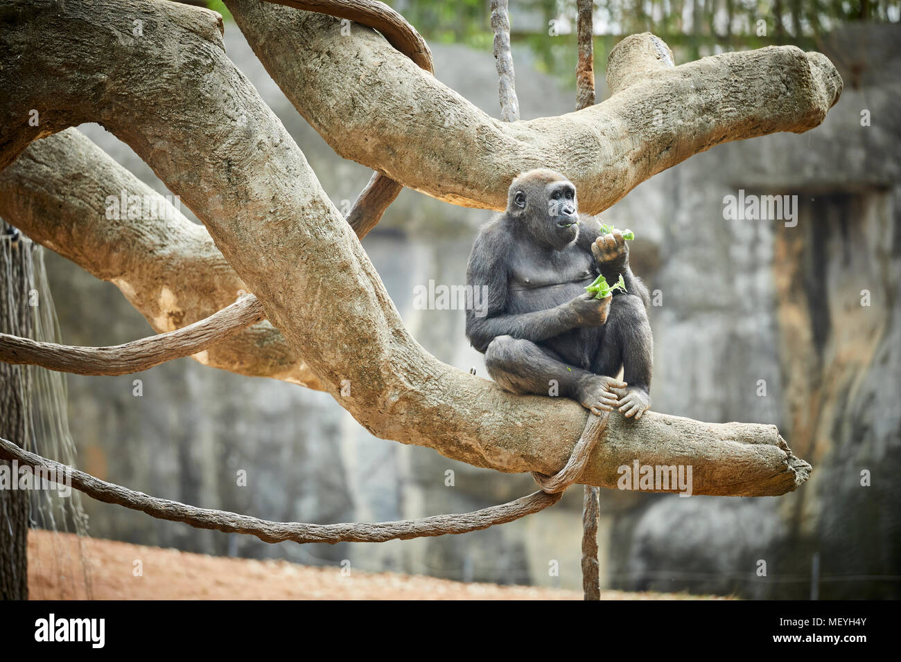 Atlanta capital of the U.S. state of Georgia,  Atlanta Zoo zoological park western lowland gorilla from lowland swamps in central Africa Stock Photo