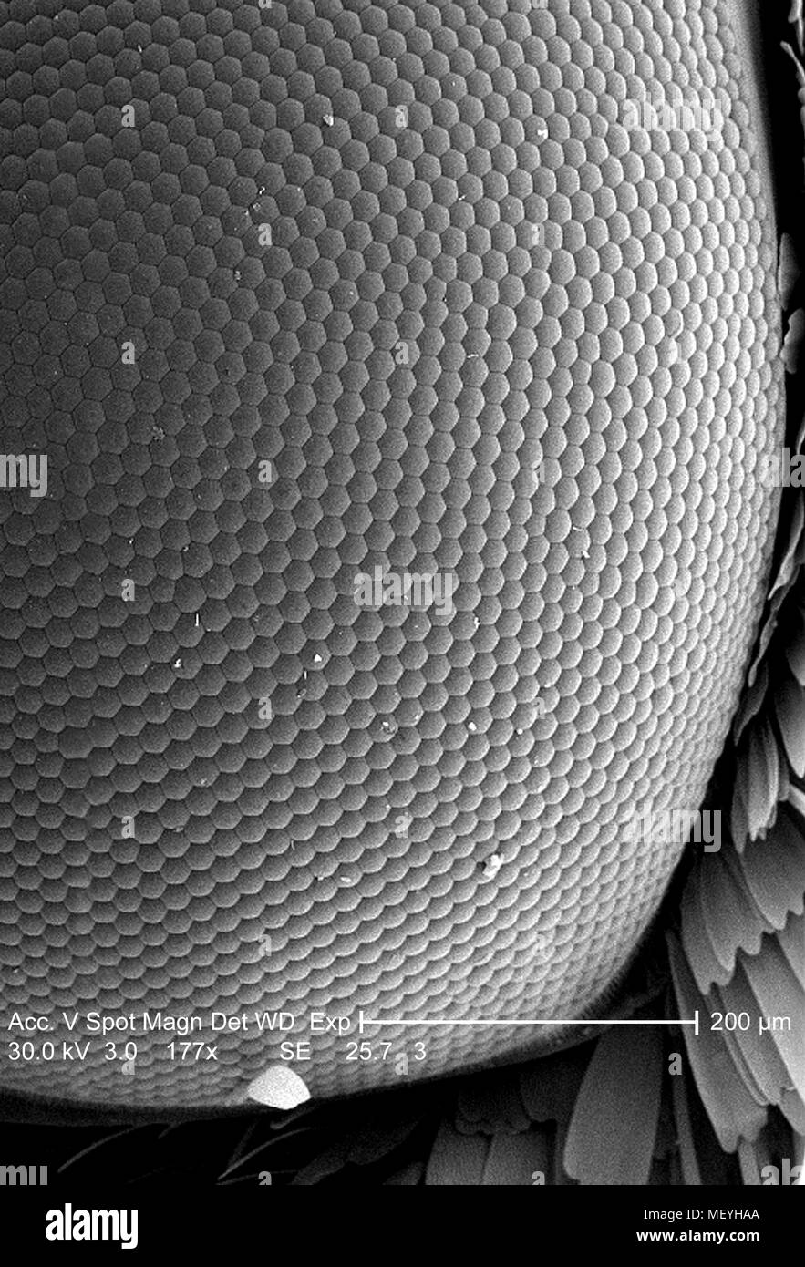 Compound eye of an unidentified insect found in Decatur, Georgia, revealed in 177x magnified scanning electron microscopic (SEM) image, 2005. Image courtesy Centers for Disease Control (CDC) / Janice Haney Carr. () Stock Photo