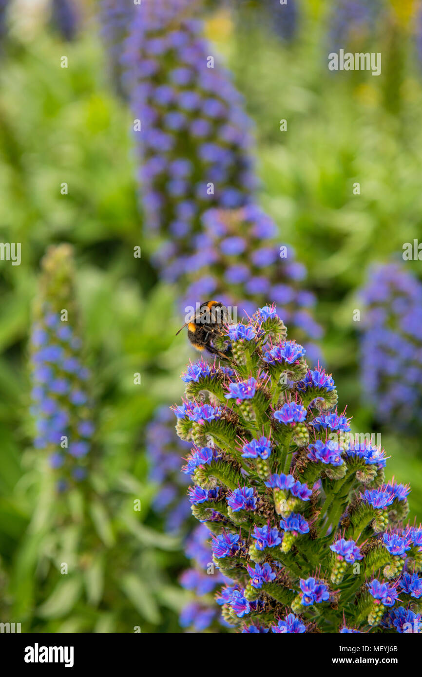 Echium Flowers on Tresco in Spring, with a bumble bee on the front flower Stock Photo