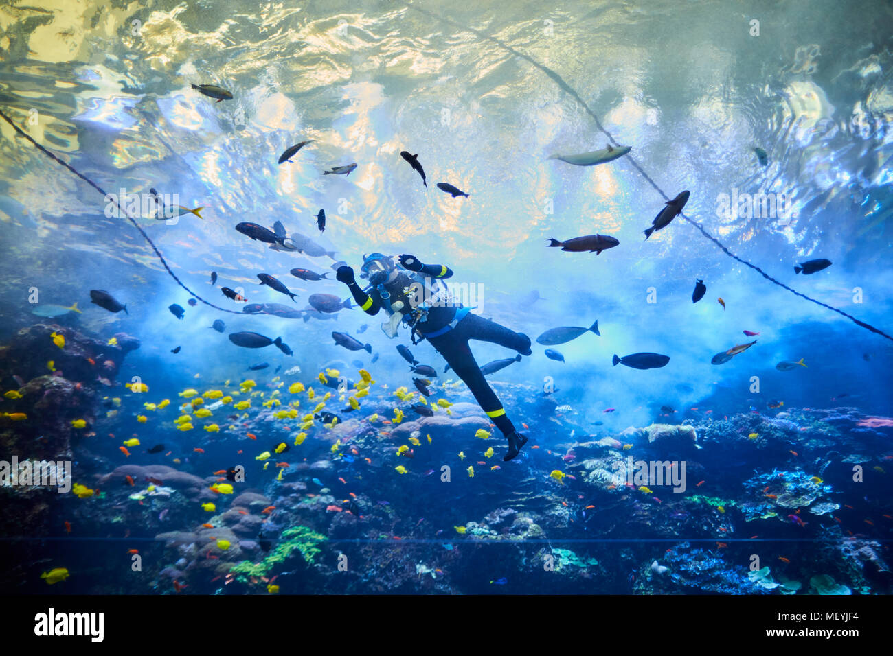 Atlanta capital of the U.S. state of Georgia, The Georgia Aquarium interior a diver inside the large tanks Stock Photo