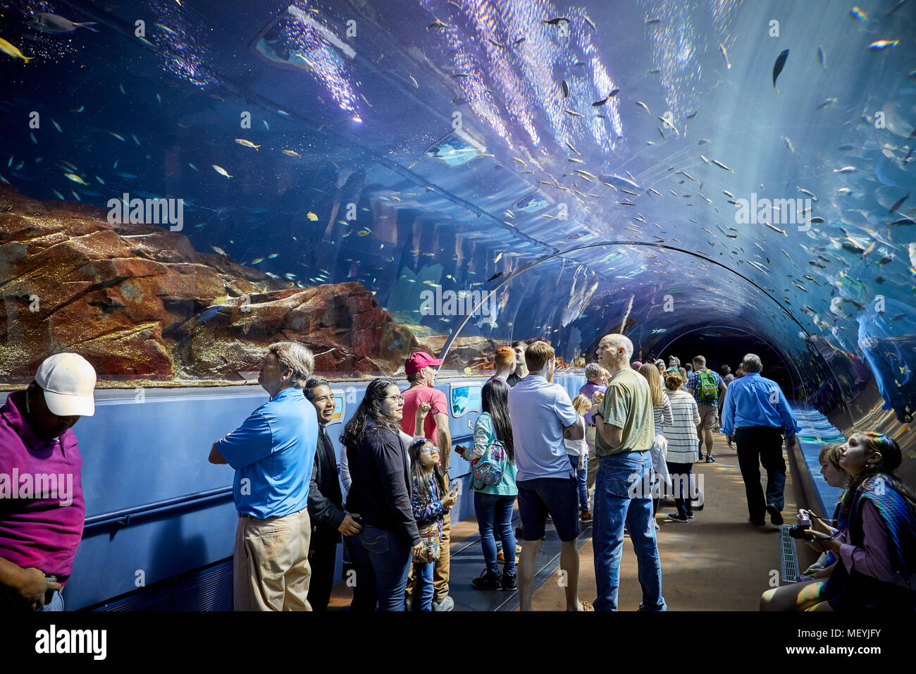 Atlanta capital of the U.S. state of Georgia, The Georgia Aquarium interior glass tunnel and moving floor  Ocean Voyager exhibit tunnel Stock Photo