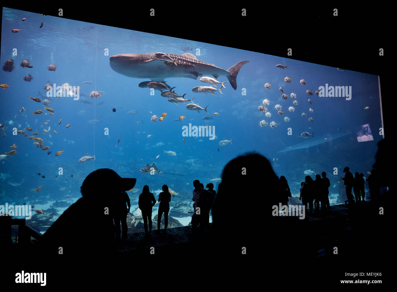 Atlanta capital of the U.S. state of Georgia, The Georgia Aquarium interior Whale shark in the large viewing theatre window Stock Photo