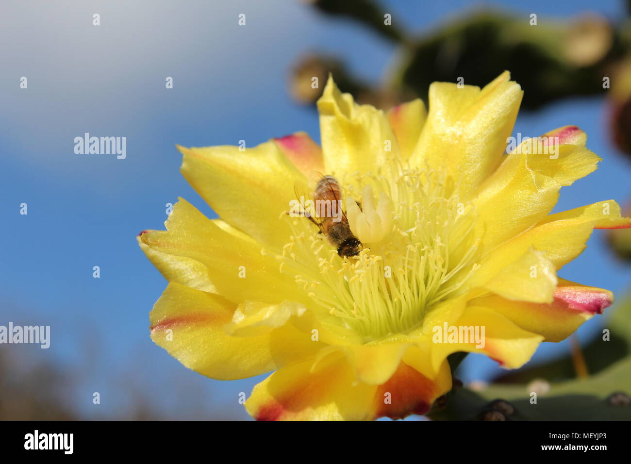 Yellow cactus flower with bee on it. Stock Photo