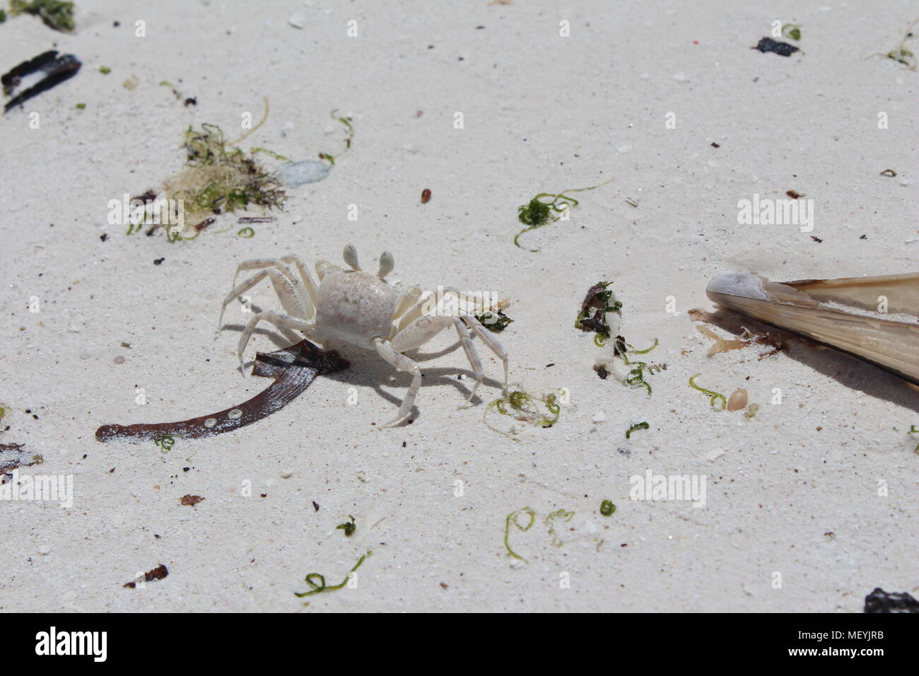 Small white ghost crab on white sandy beach. Ocypode pallidula sunbathing. Stock Photo