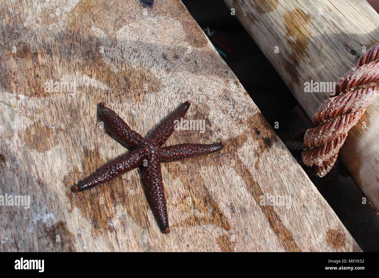 Brown star fish / sea star fresh out of the water on wooden boat with rope on the side. Zanzibar, Tanzania Stock Photo