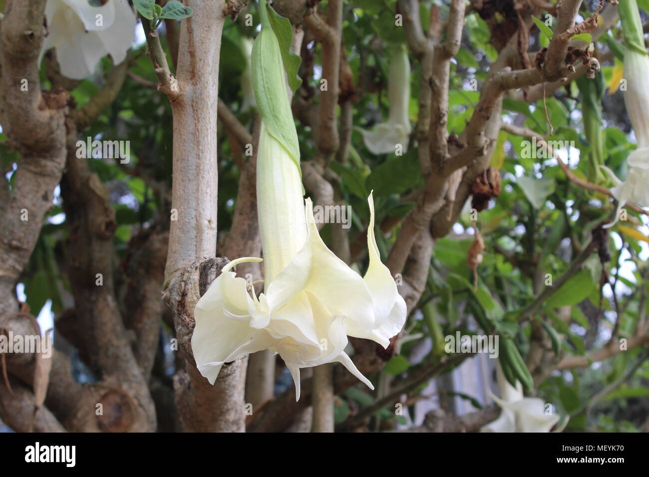 White Brugmansia Arborea flower or angel's trumpet hanging from tree. Waiheki Island, New Zealand. Stock Photo