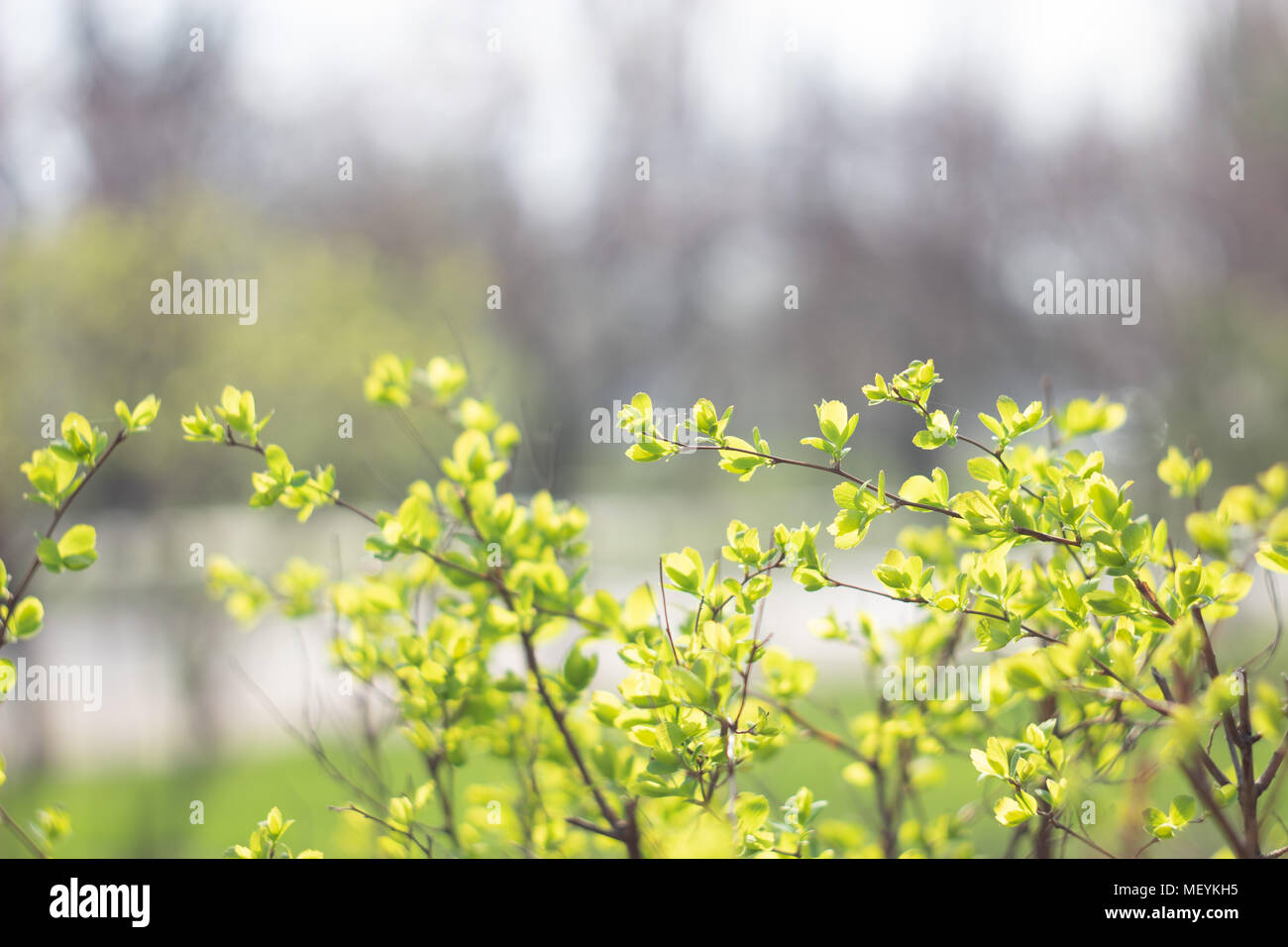 The green branches of the bush are shining through the evening sun Stock Photo