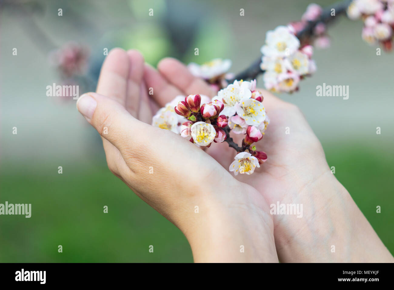The girl is holding a branch of a blossoming apple tree in her hands Stock Photo