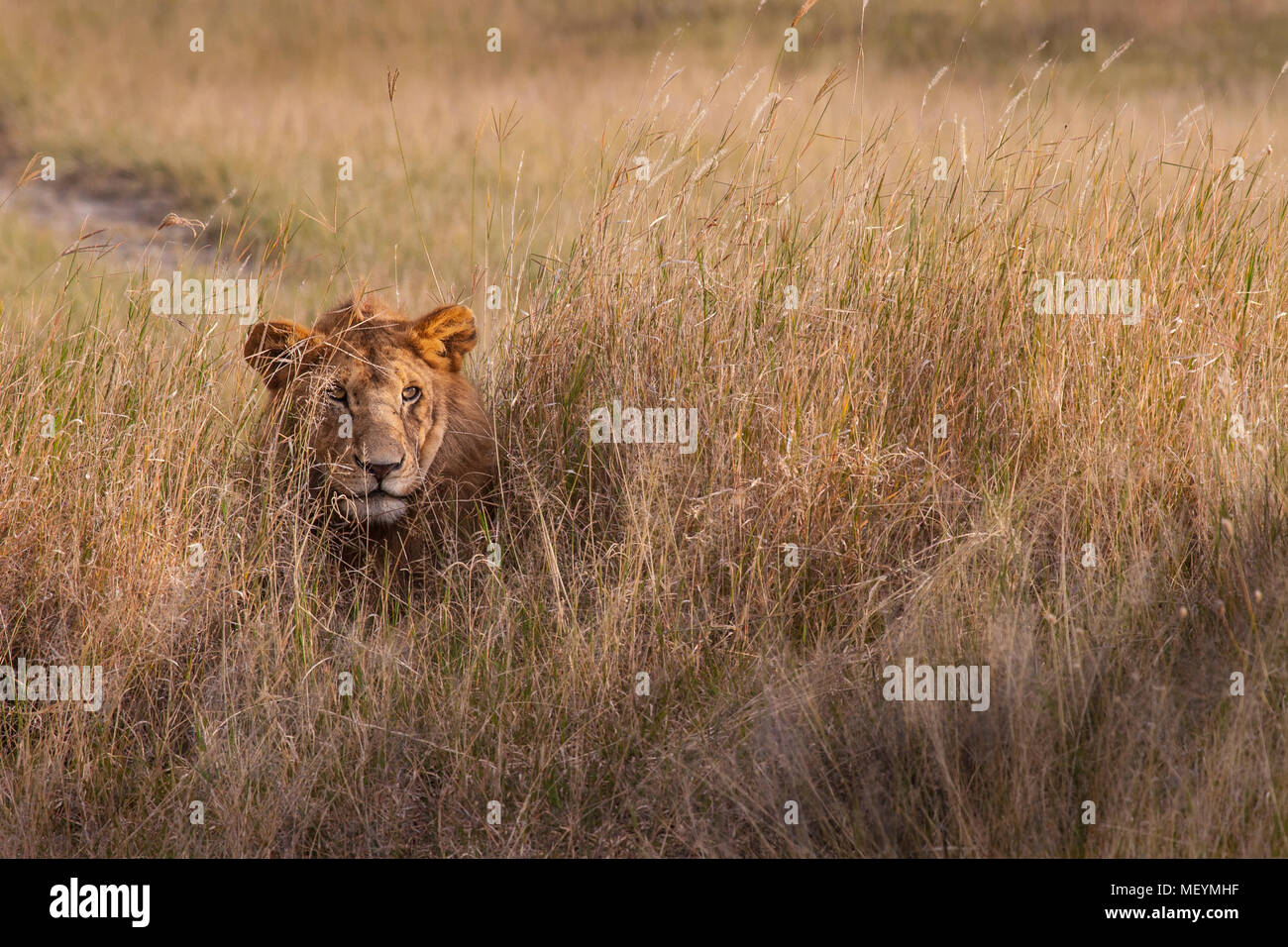 Young male lion hides in grass, Serengeti National Park, Tanzania; across Africa lion population is diminishing due to habit loss and human interactio Stock Photo